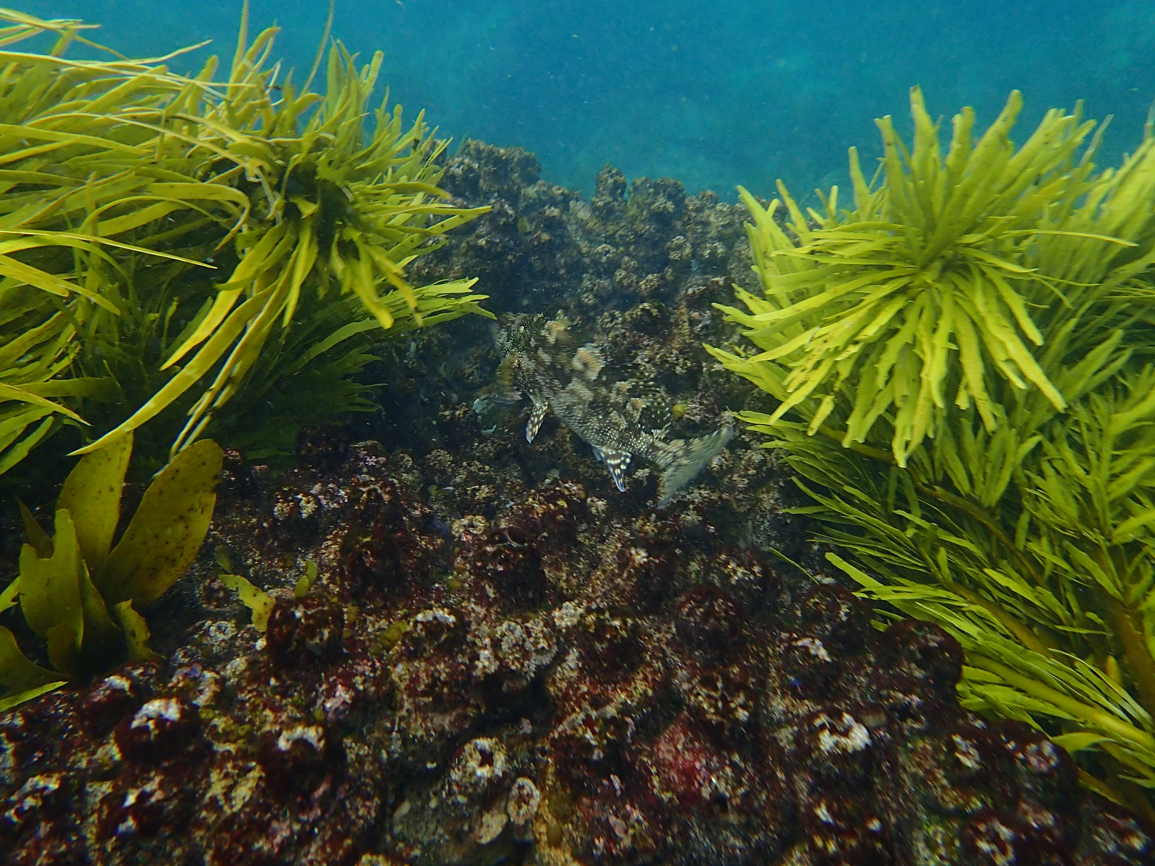Ulva seaweed fronds in water — the foundation of PhycoHealth products