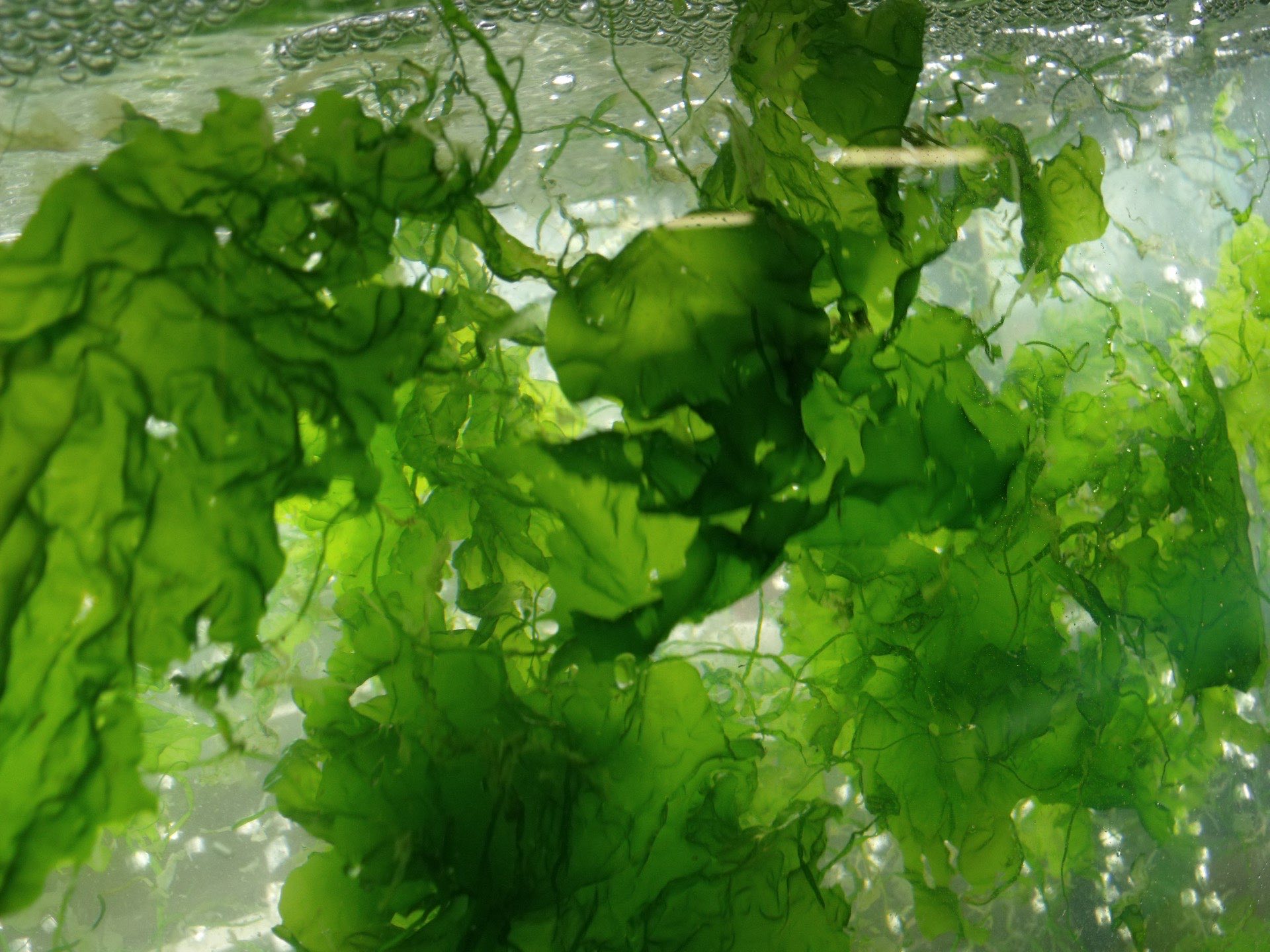 Close-up of Seaweed sp. 84 fronds — the foundation of PhycoHealth products